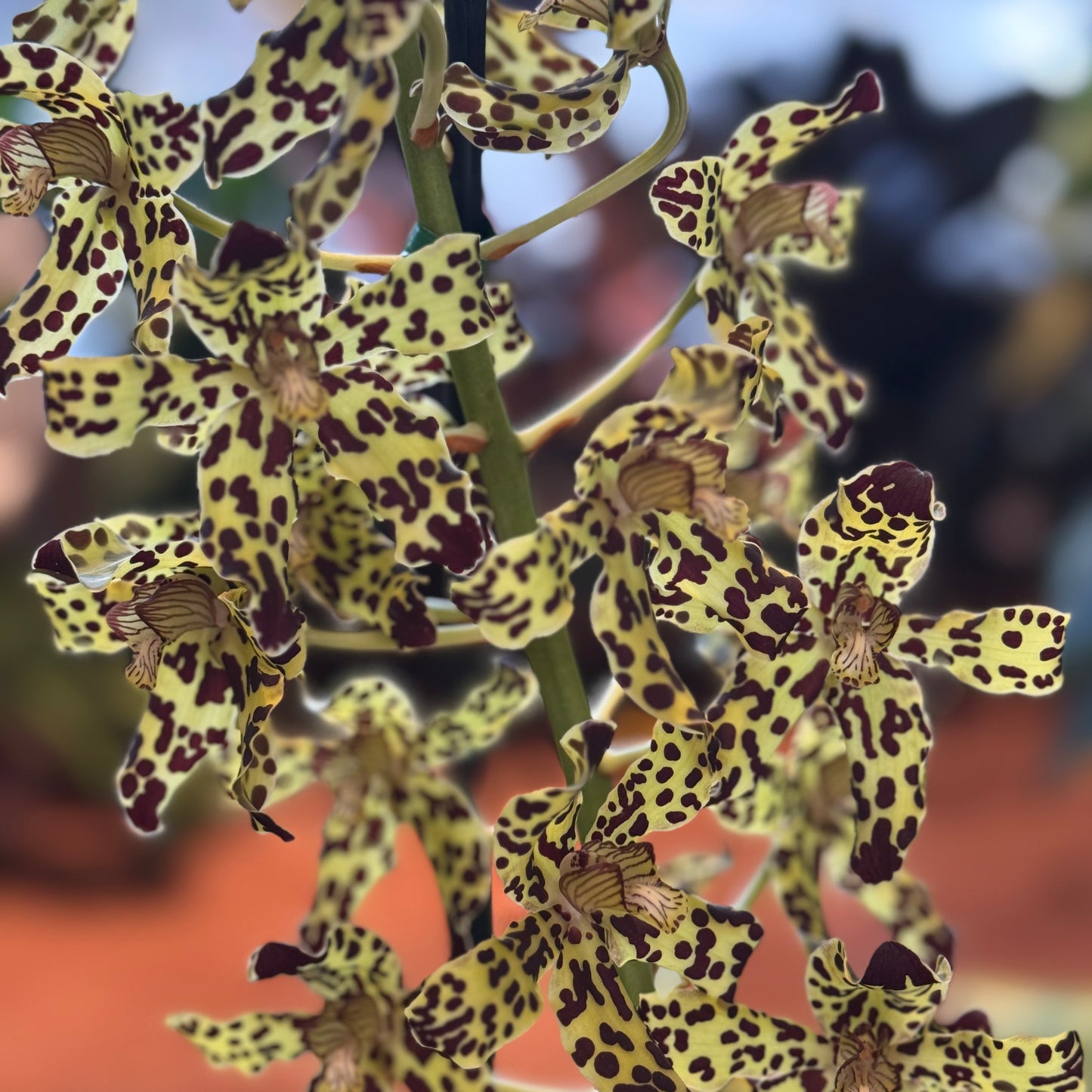 Grammatophyllum Broga Tiger 'Beverly'