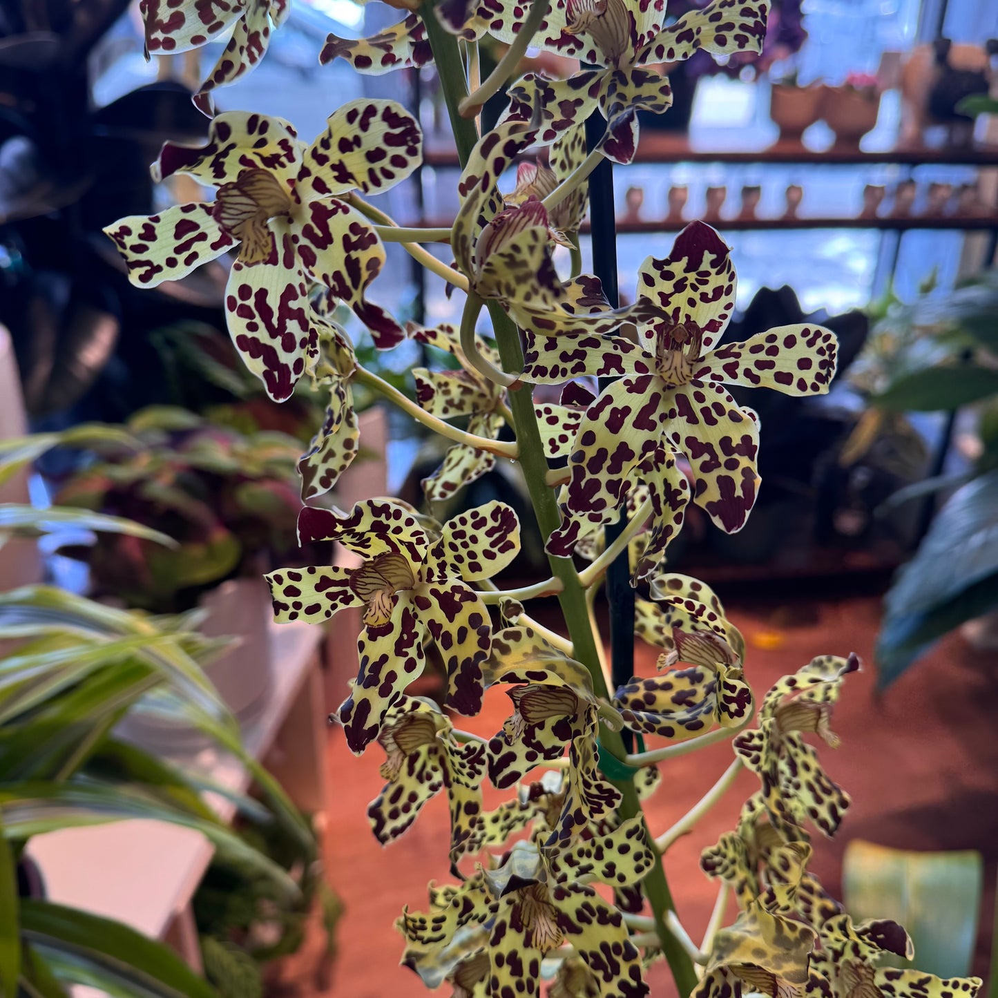 Grammatophyllum Broga Tiger 'Beverly'