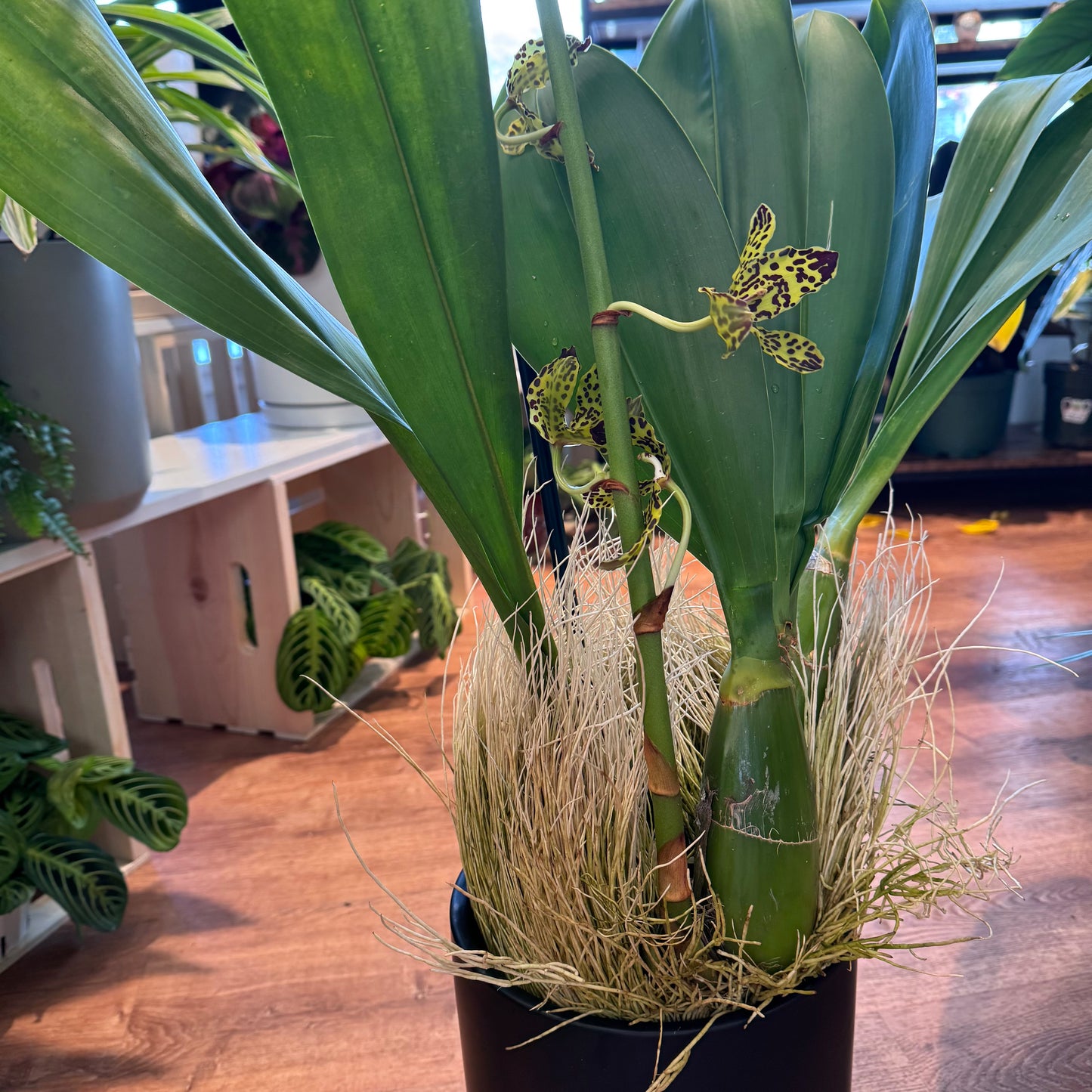 Grammatophyllum Broga Tiger 'Beverly'