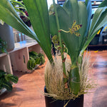 Load image into Gallery viewer, Grammatophyllum Broga Tiger &#39;Beverly&#39;
