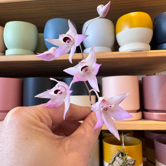 Dendrobium shixingense