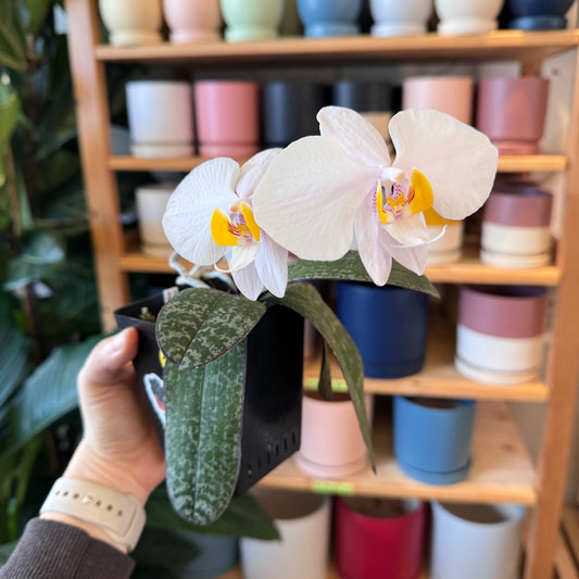 Phalaenopsis philippinensis ('Panay' x 'Samar' or ‘Mindoro’ x ‘Mindanao’)