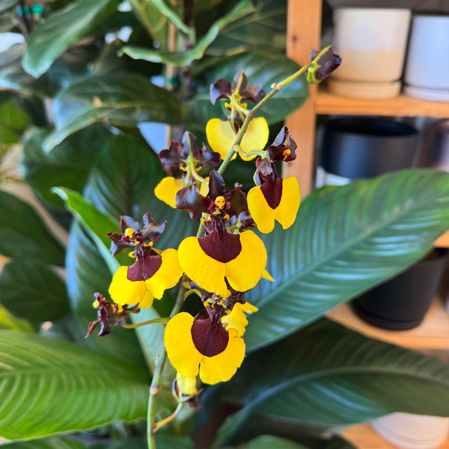 Oncidium Jiaho Queen 'Jiaho'