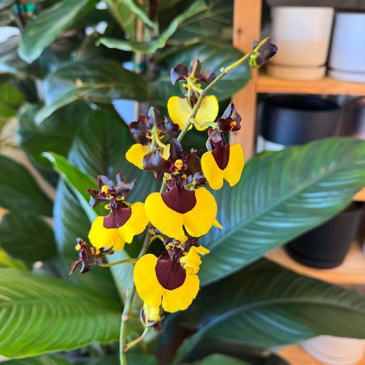 Oncidium Jiaho Queen 'Jiaho'