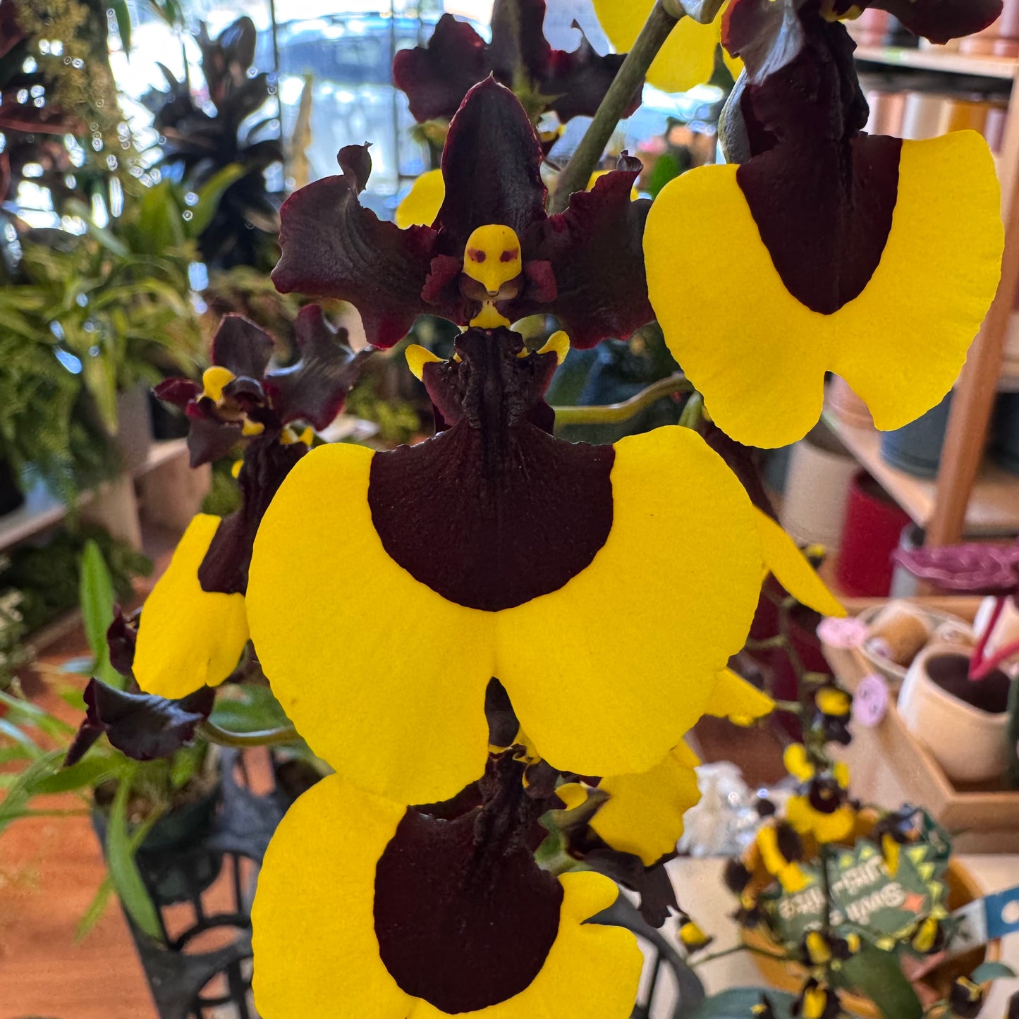 Oncidium Jiaho Queen 'Jiaho'