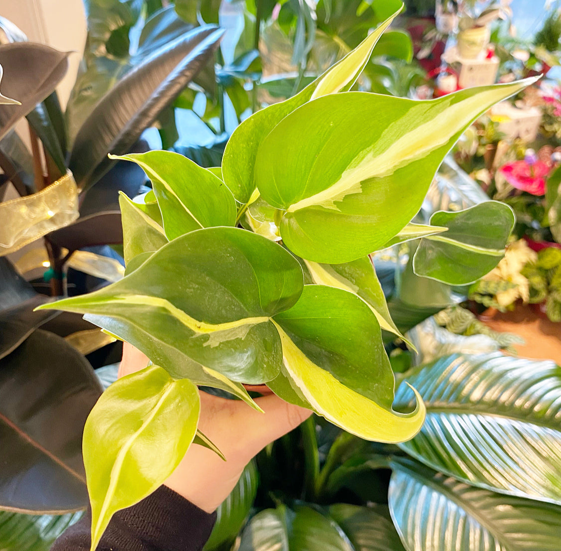 Philodendron hederaceum 'Silver Stripe'