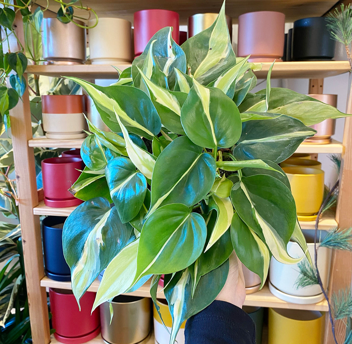 Philodendron hederaceum 'Silver Stripe'