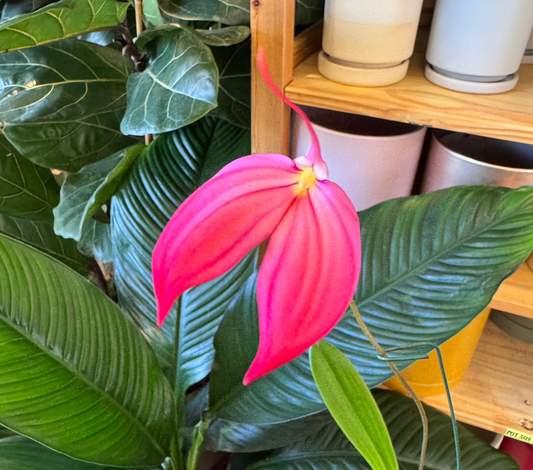 Masdevallia 'Jester' x