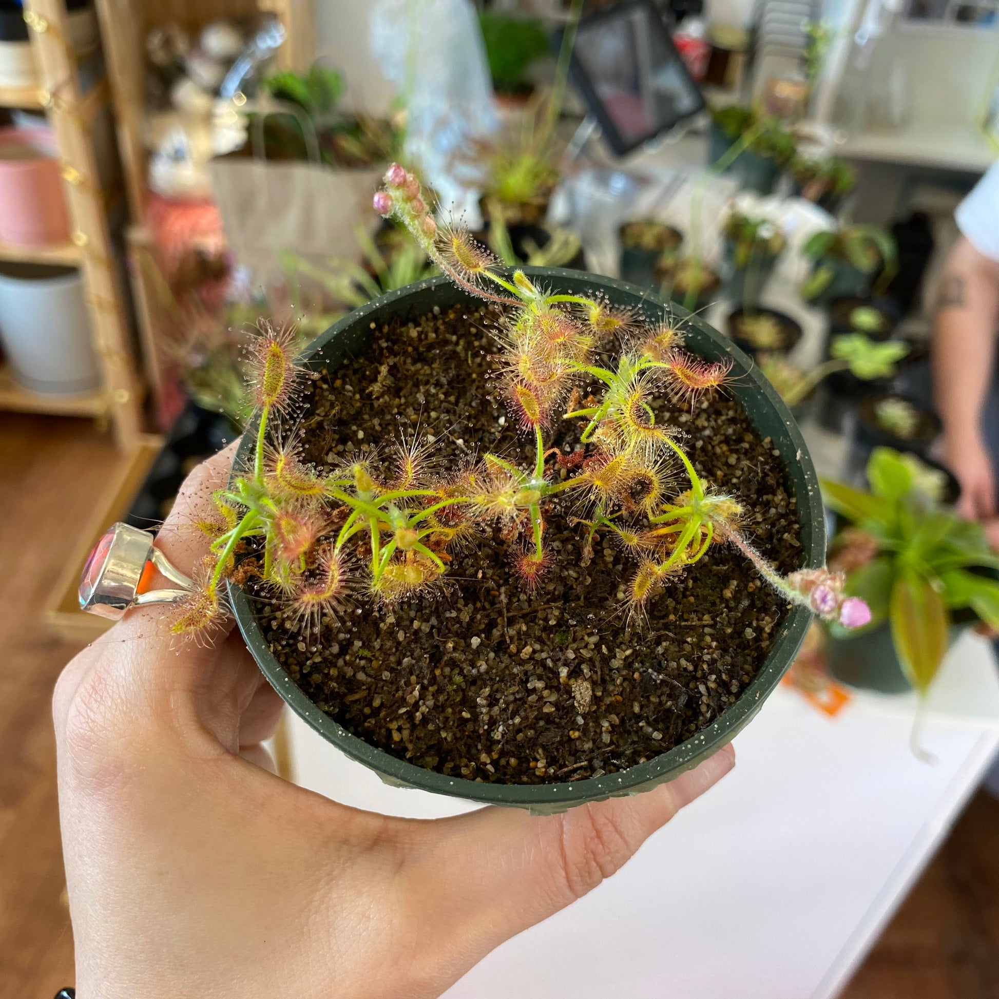 Drosera scorpioides (Pygmy Sundew)