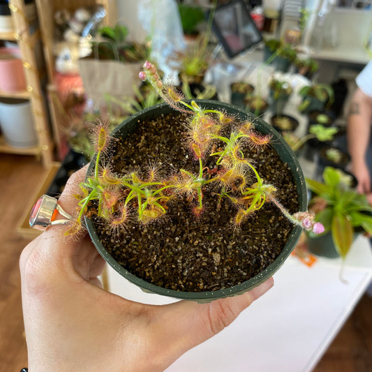 Drosera scorpioides (Pygmy Sundew)