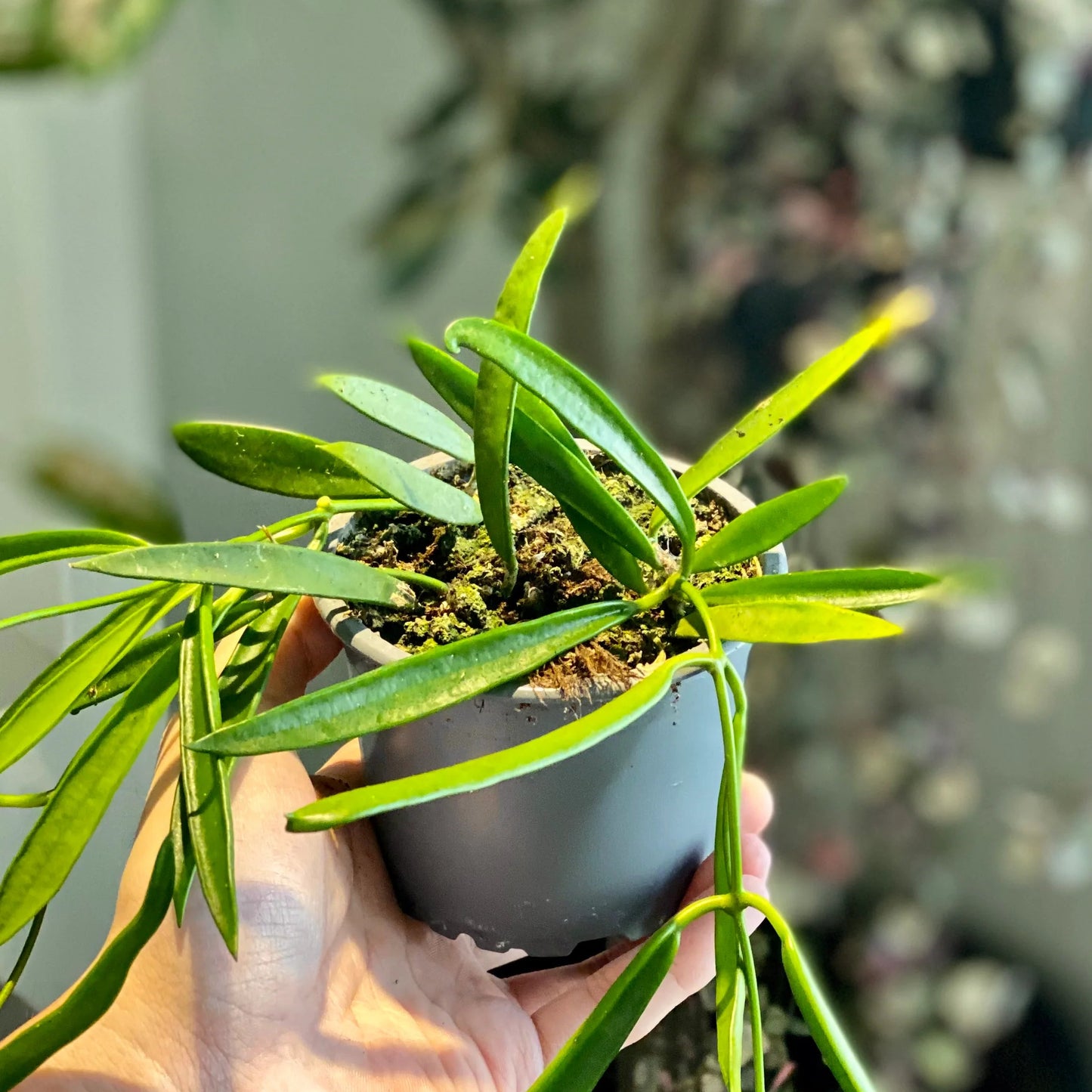 Hoya longifolia (String Bean Hoya)