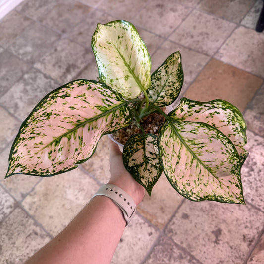 Aglaonema ‘Aunyamanee Chompoo’ (AKA Pink Jewel Aglaonema)