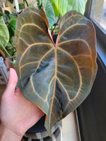 Load image into Gallery viewer, Anthurium &quot;Fancypants&quot; seedlings
