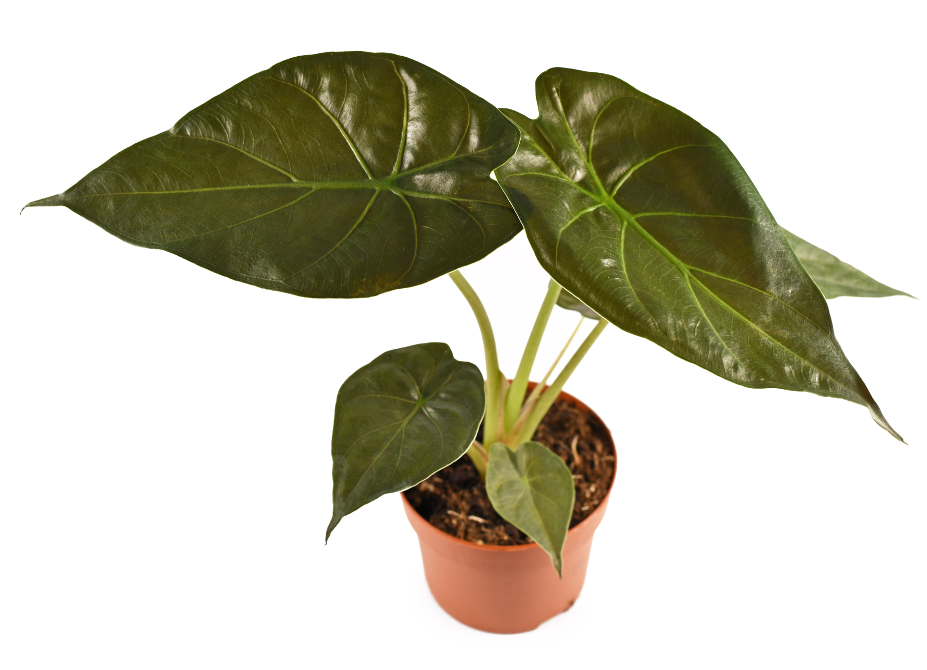 Alocasia wentii