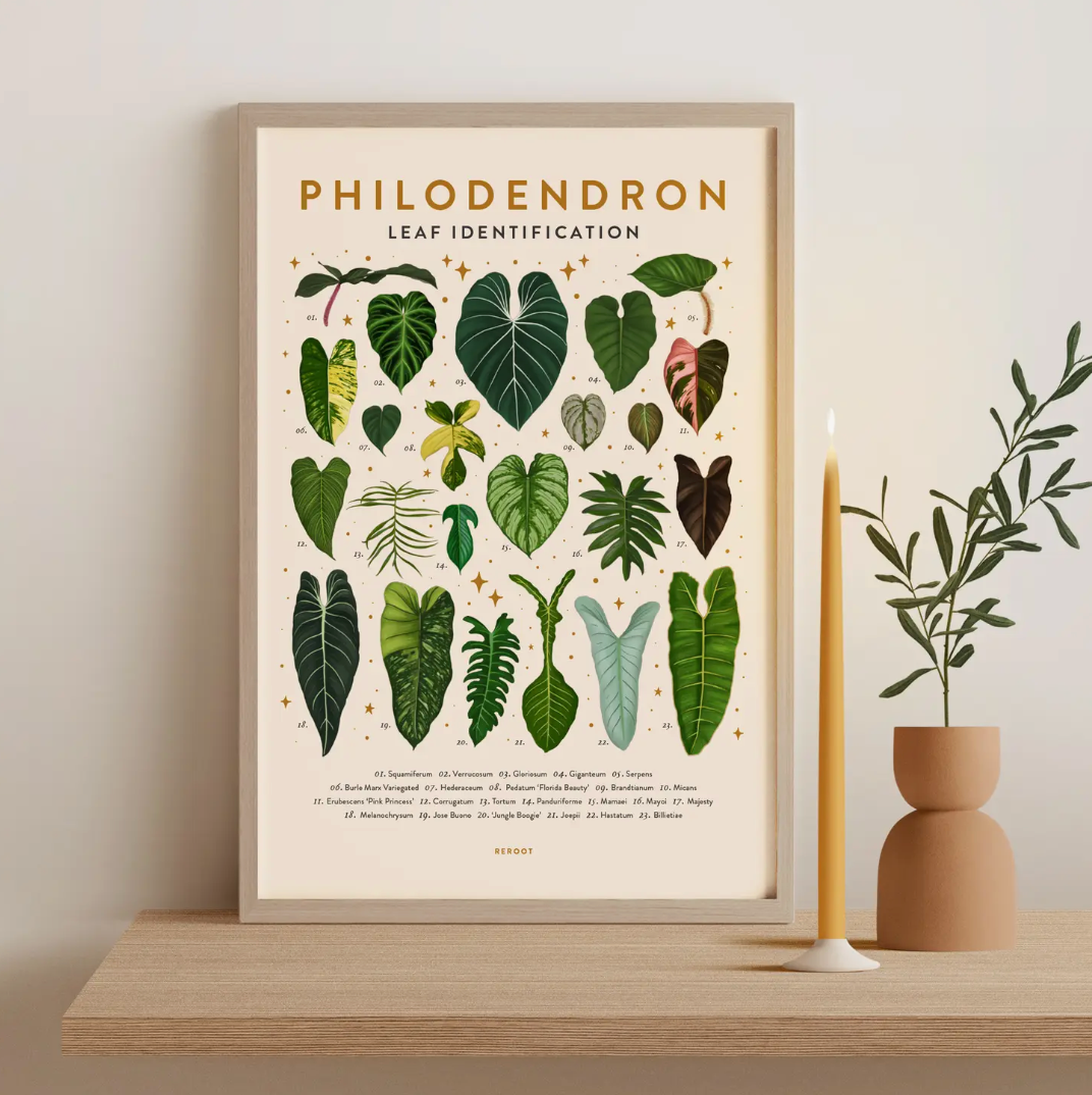 Philodendron Leaf Identification Poster