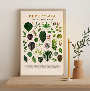 Peperomia Leaf Identification Poster