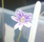 Load image into Gallery viewer, Pinguicula emarginata flower
