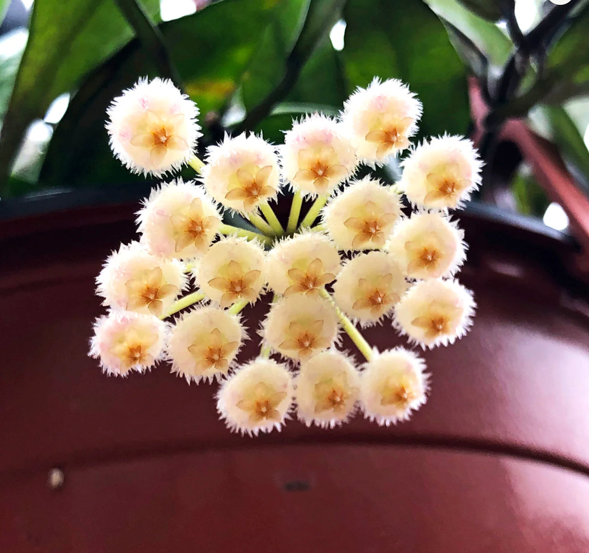 Hoya lacunosa 'Snow Caps' flowers