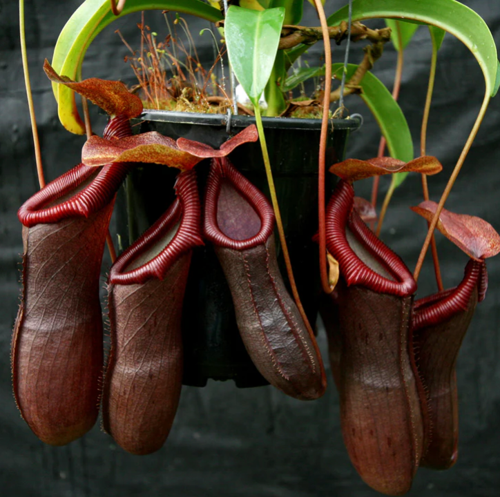 Nepenthes 'Bill Bailey' - mature specimen via Borneo Exotics