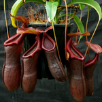 Load image into Gallery viewer, Nepenthes &#39;Bill Bailey&#39; - mature specimen via Borneo Exotics
