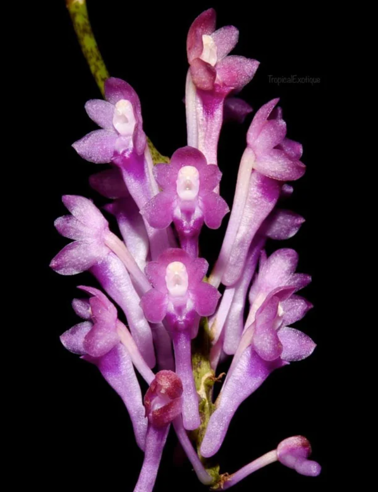 Robiquettia pachyphylla X Vanda tessellata