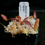 Load image into Gallery viewer, Nepenthes rajah x klossii
