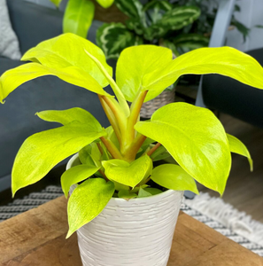 Philodendron 'Imperial Gold'