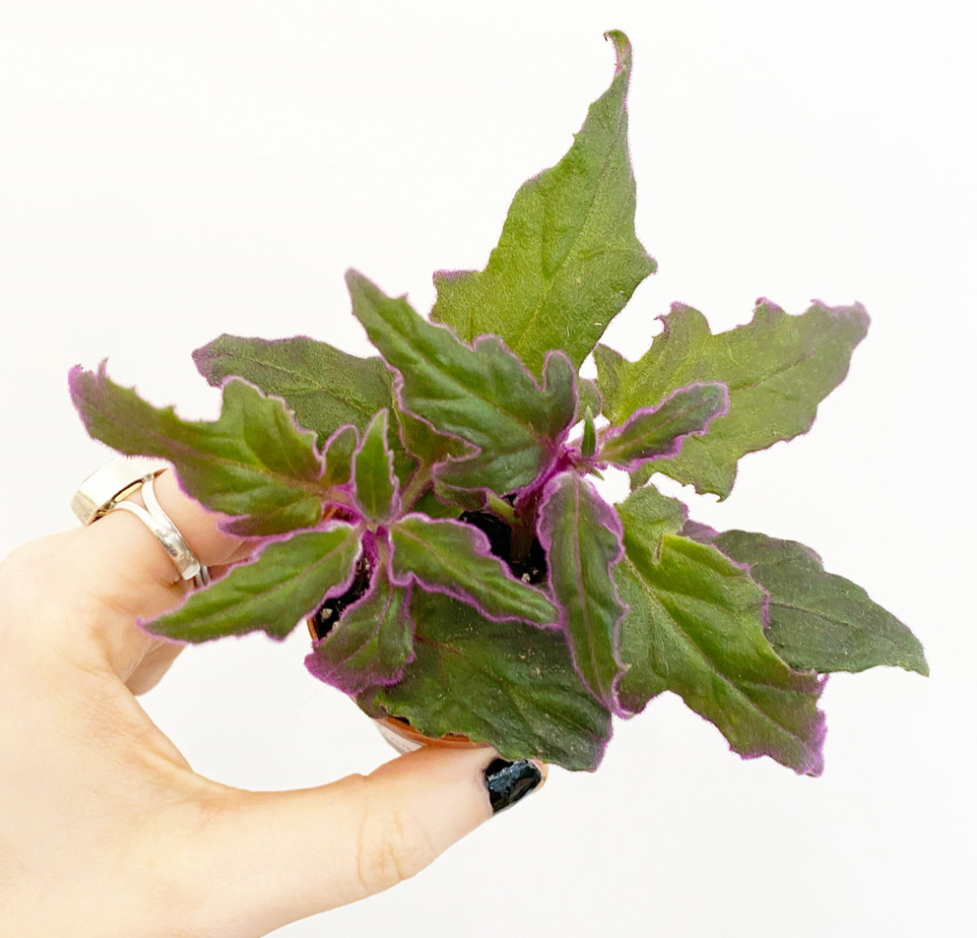 Gynura aurantica (Purple Passion Plant)