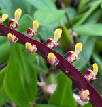 Load image into Gallery viewer, Bulbophyllum falcatum ‘Standing Tall’
