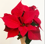 Load image into Gallery viewer, Poinsettia (Euphorbia pulcherrima) - Classic Red Variety
