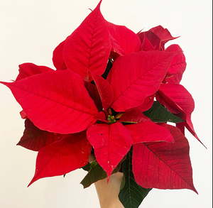 PREORDER Poinsettia (Euphorbia pulcherrima) - Classic Red Variety