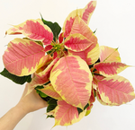 Load image into Gallery viewer, Poinsettia (Euphorbia pulcherrima) -  Marble Variegated
