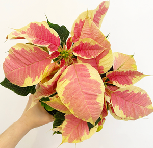 Poinsettia (Euphorbia pulcherrima) -  Marble Variegated