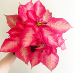 Load image into Gallery viewer, Poinsettia (Euphorbia pulcherrima) - &#39;Ice Crystal&#39;
