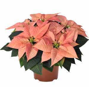 PRE-ORDER Poinsettia (Euphorbia pulcherrima) -  Viking Cinnamon