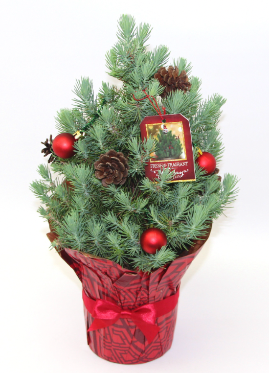 Italian Stone Pine - Living Christmas Tree