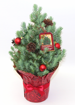 Load image into Gallery viewer, Italian Stone Pine - Living Christmas Tree
