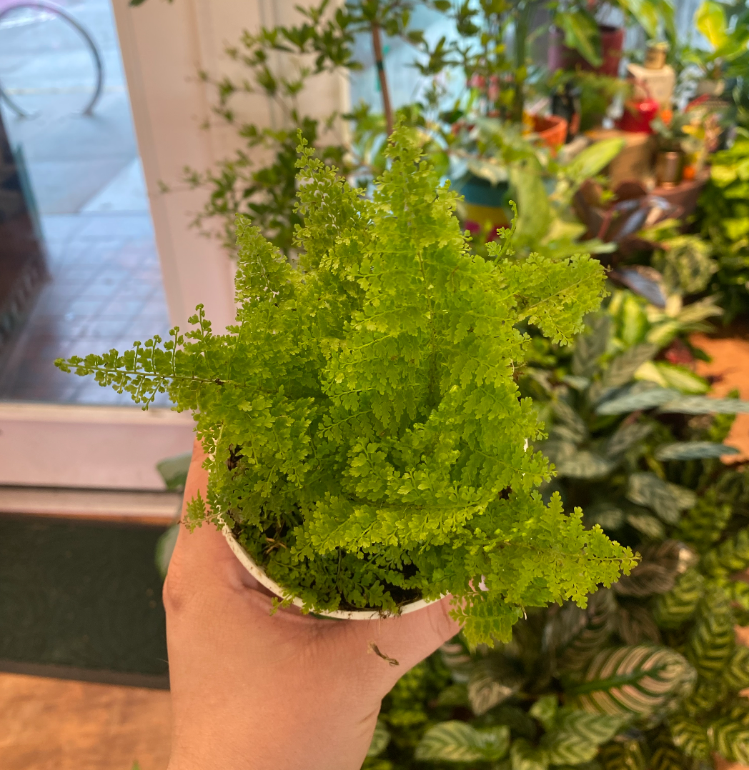 Nephrolepis exaltata (Cotton Candy Fern)