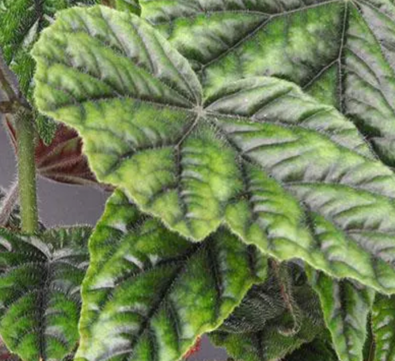 Begonia “Metallica”