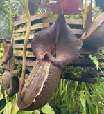 Load image into Gallery viewer, Nepenthes robcantleyi
