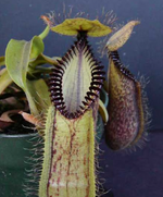 Load image into Gallery viewer, Nepenthes hamata
