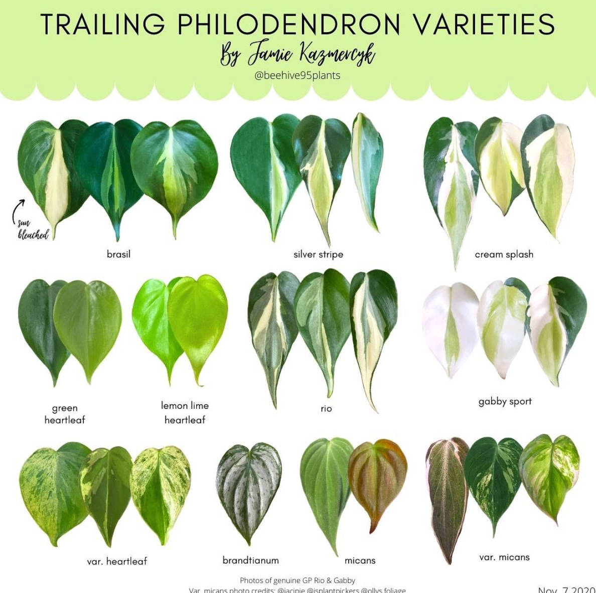 Philodendron 'Rio'