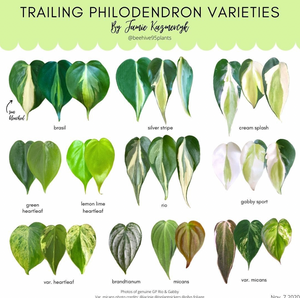 Philodendron ‘Gabby’
