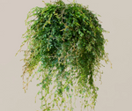 Load image into Gallery viewer, Selaginella willdenowii (Peacock Fern)
