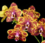 Load image into Gallery viewer, Phalaenopsis GW Green World

