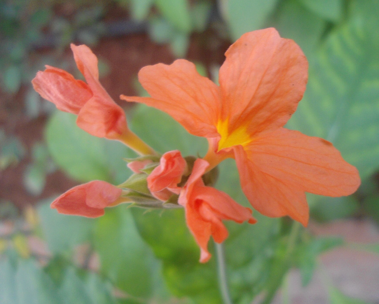 Crossandra infundibuliformis ‘Sundance’