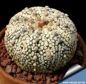 Astrophytum asterias cv. Super Kabuto