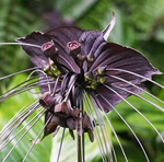 Load image into Gallery viewer, Tacca chantrieri &quot;Black Bat&quot;
