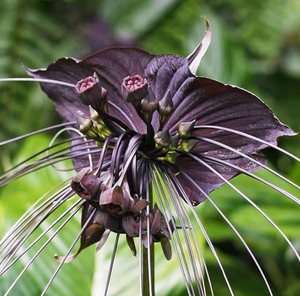 Tacca chantrieri "Black Bat"