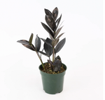 Load image into Gallery viewer, Zamioculcas zamiifolia &#39;ZZ Obscura&#39;
